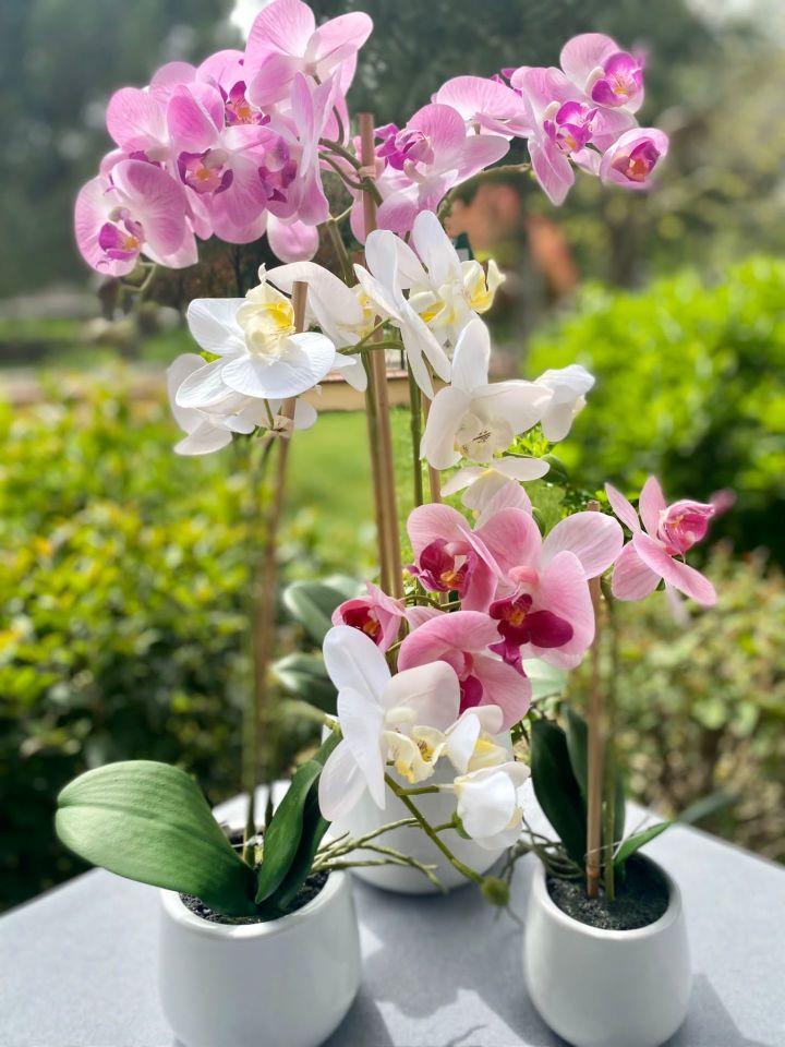 Mor Saksılı Orkide 84 cm
