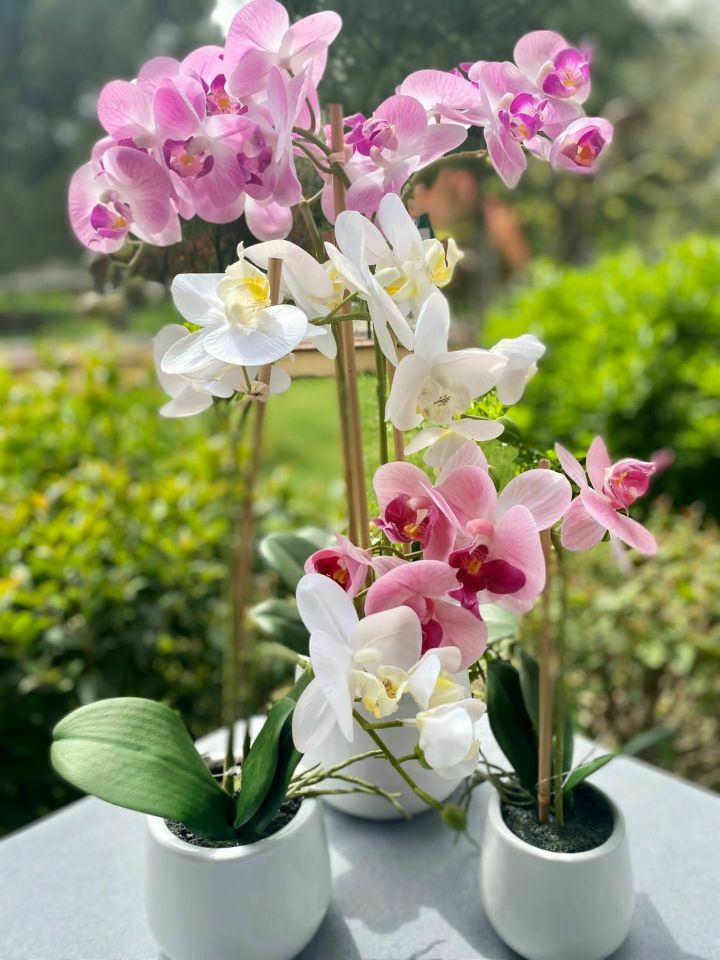 Mor Saksılı Orkide 48 cm
