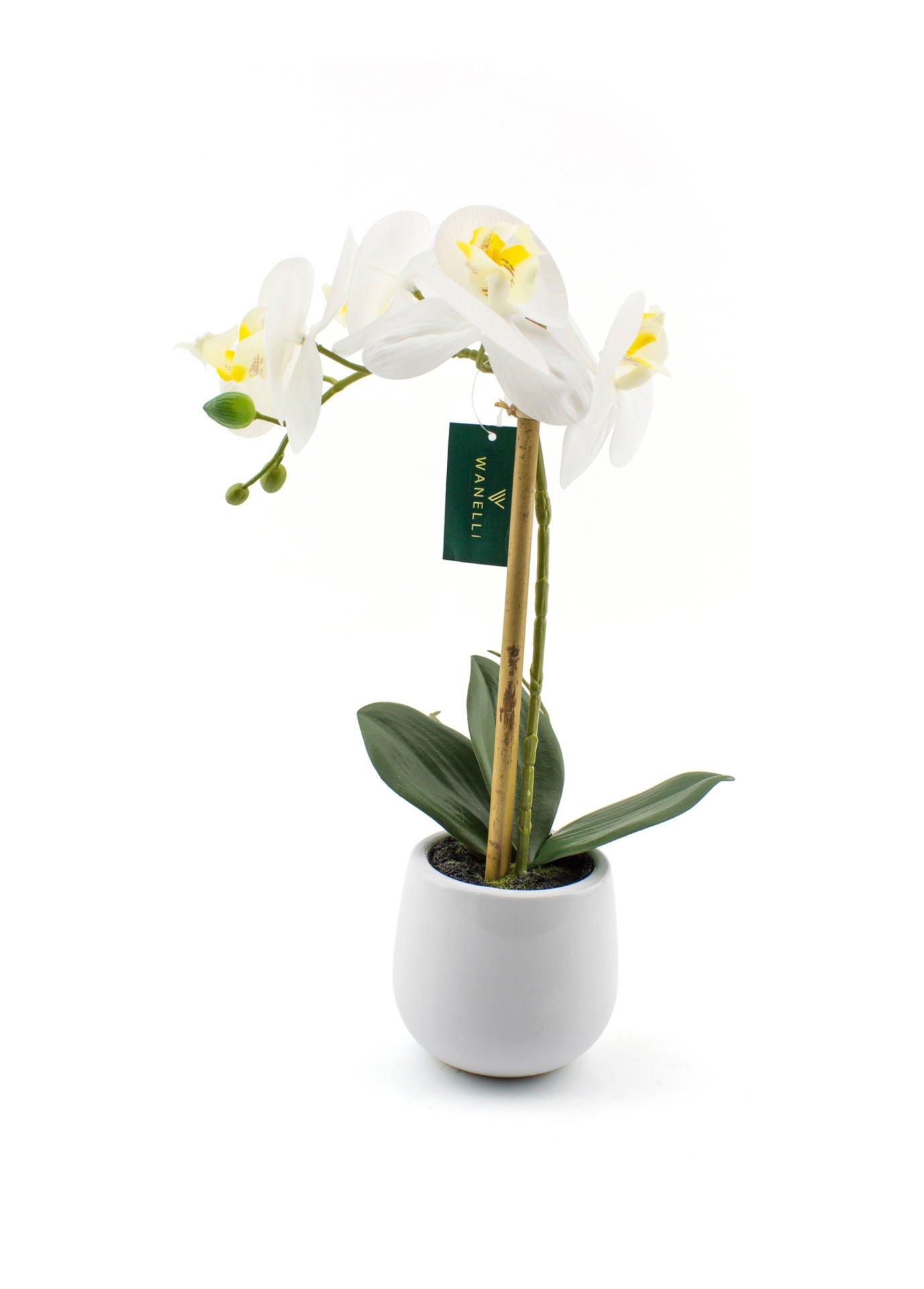 Beyaz Saksılı Orkide 38 cm