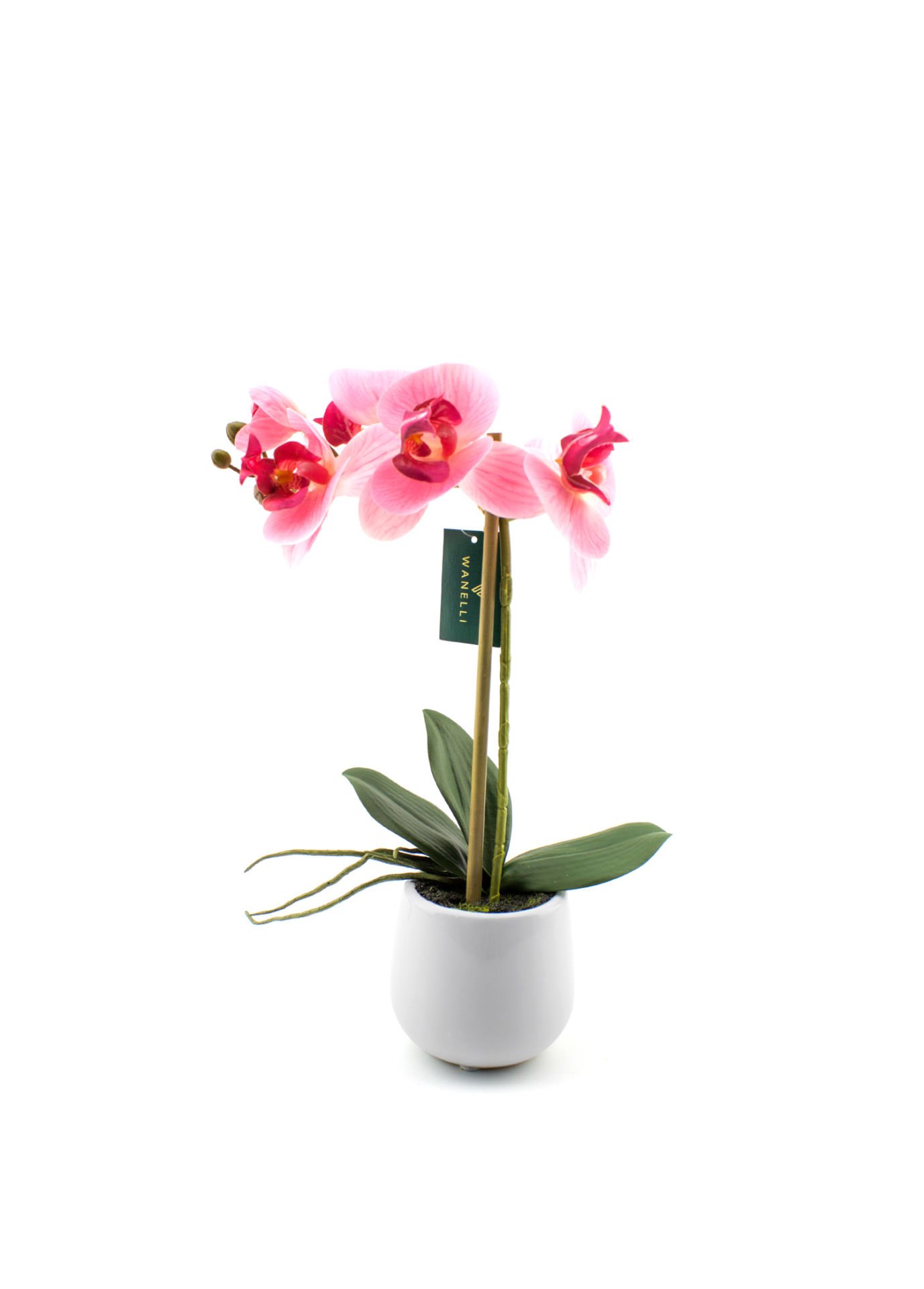 Pembe Saksılı Orkide 38 cm