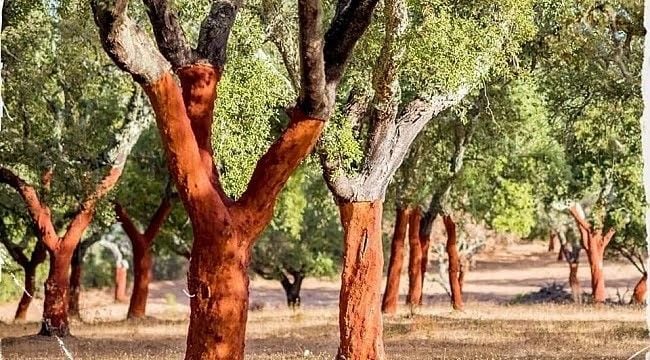 doğal mantar taban terlik