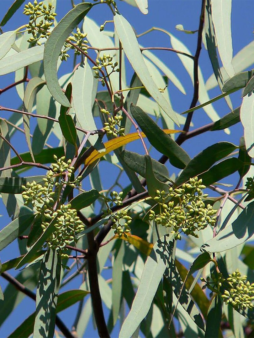 Okaliptüs Yaprağı Hidrosolü / Eucalyptus Leaf Hydrosol ( Eucalyptus