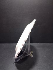 30 cm Saat Tabak