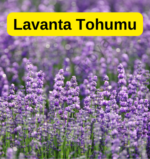 250 Adet Mor Lavanta Çiçeği Kolay Çimlenen Tohum