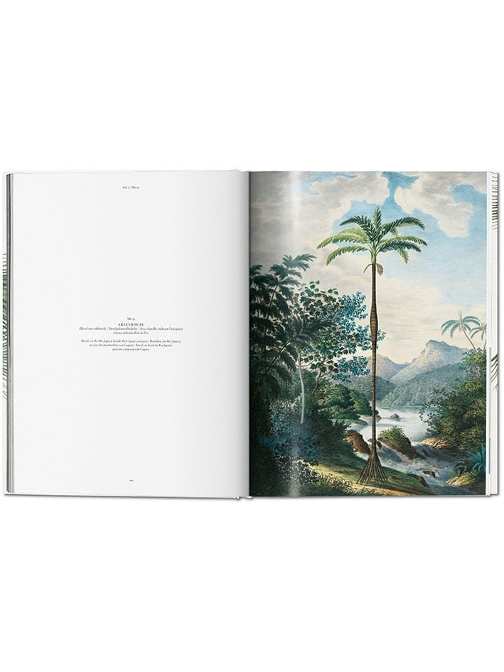 IL LIBRO DELLE PALME