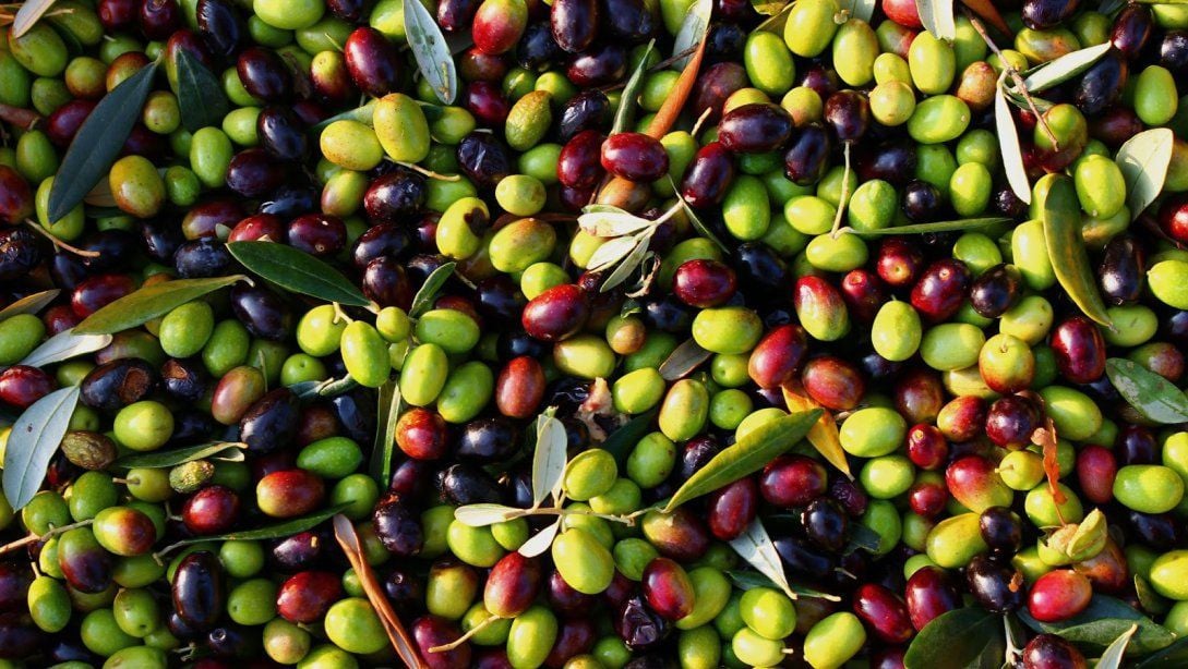 Zeytin Seçerken Nelere Dikkat Etmelisiniz? Doğal Zeytin Almanın Püf Noktaları