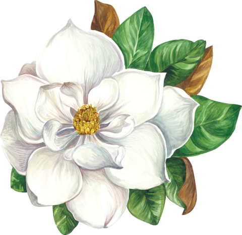Die Cut Magnolia Placemat - 12 sheets