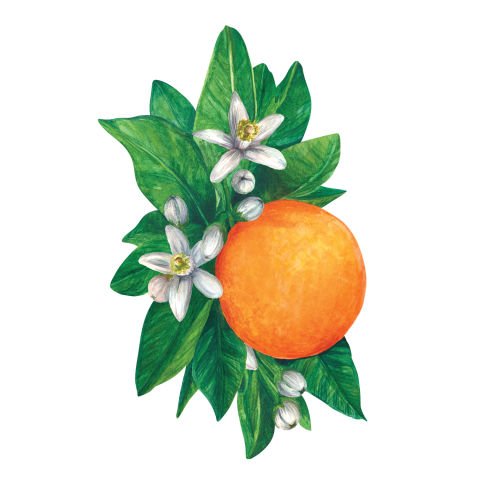 Orange Blossom Table Accent - Pack of 12