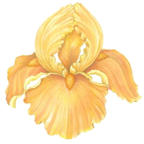 Die-cut Iris Placemat - 12 Sheets