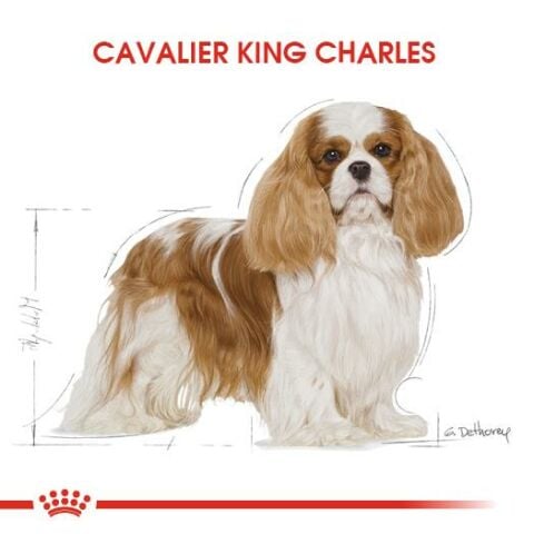 Royal Canin Adult Cavalier King Charles Yetişkin  Köpek Maması 1,5 Kg