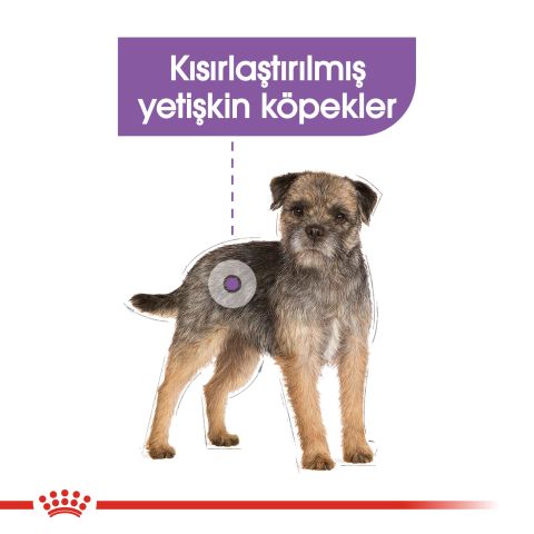 Royal Canin Sterilised Mini Küçük Irk   Kısırlaştırılmış Köpek Maması 3 Kg