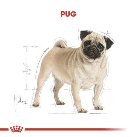 Royal Canin Adult Pug  Yetişkin Köpek Maması 1,5Kg