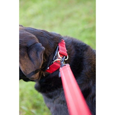 EzyDog Double Up Collar Mavi Medium Köpek Boyun Tasması