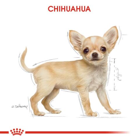 Royal Canin Puppy Chihuahua Yavru Köpek Maması1,5K