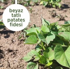 Beyaz Tatlı Patates Fidesi 100 adet