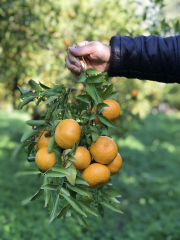 Mandalina