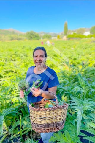 Enginar Fidesi Organik Üretim (Urla Sakız Enginar Çeşiti) 10 adet