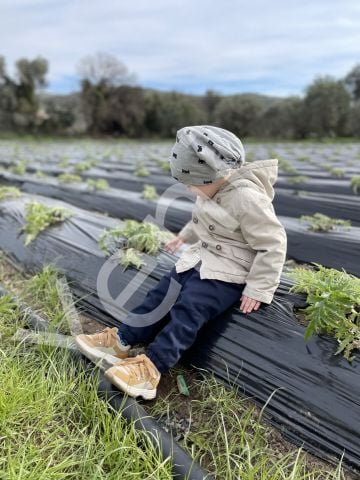 Enginar Fidesi Organik Üretim (Urla Sakız Enginar Çeşiti) 10 adet
