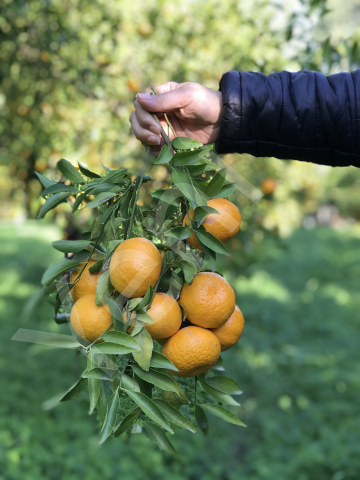 Mandalina