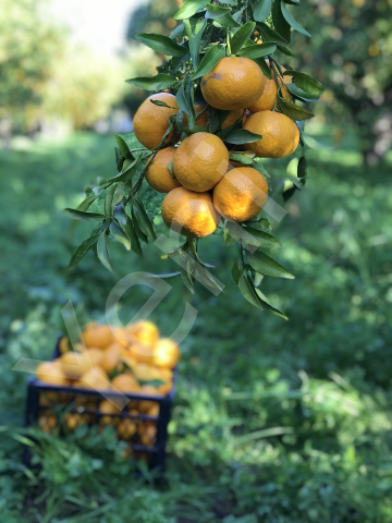 Mandalina