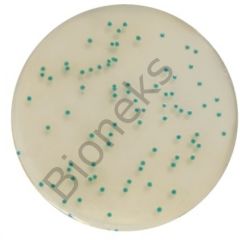 Chromogenic Cronobacter Isolation Agar (CCI) (RTU) 20 Petri plates Ø 90 mm