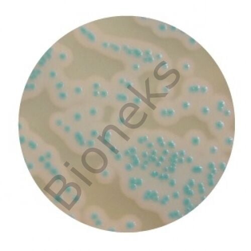 Compass Bacillus Plus Agar 20 Petri plates Ø 90 mm