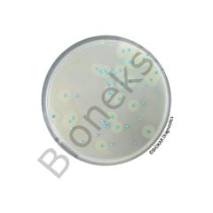 COMPASS® Listeria Agar (RTU) 20 Petri plates Ø 90 mm