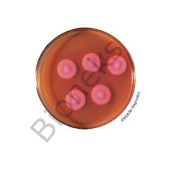 Bacillus Cereus Agar (ACC. TO MOSSEL) 120 Petri plates Ø 90 mm