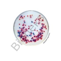 COMPASS® Salmonella Agar (RTU) 20 petri x 90 mm