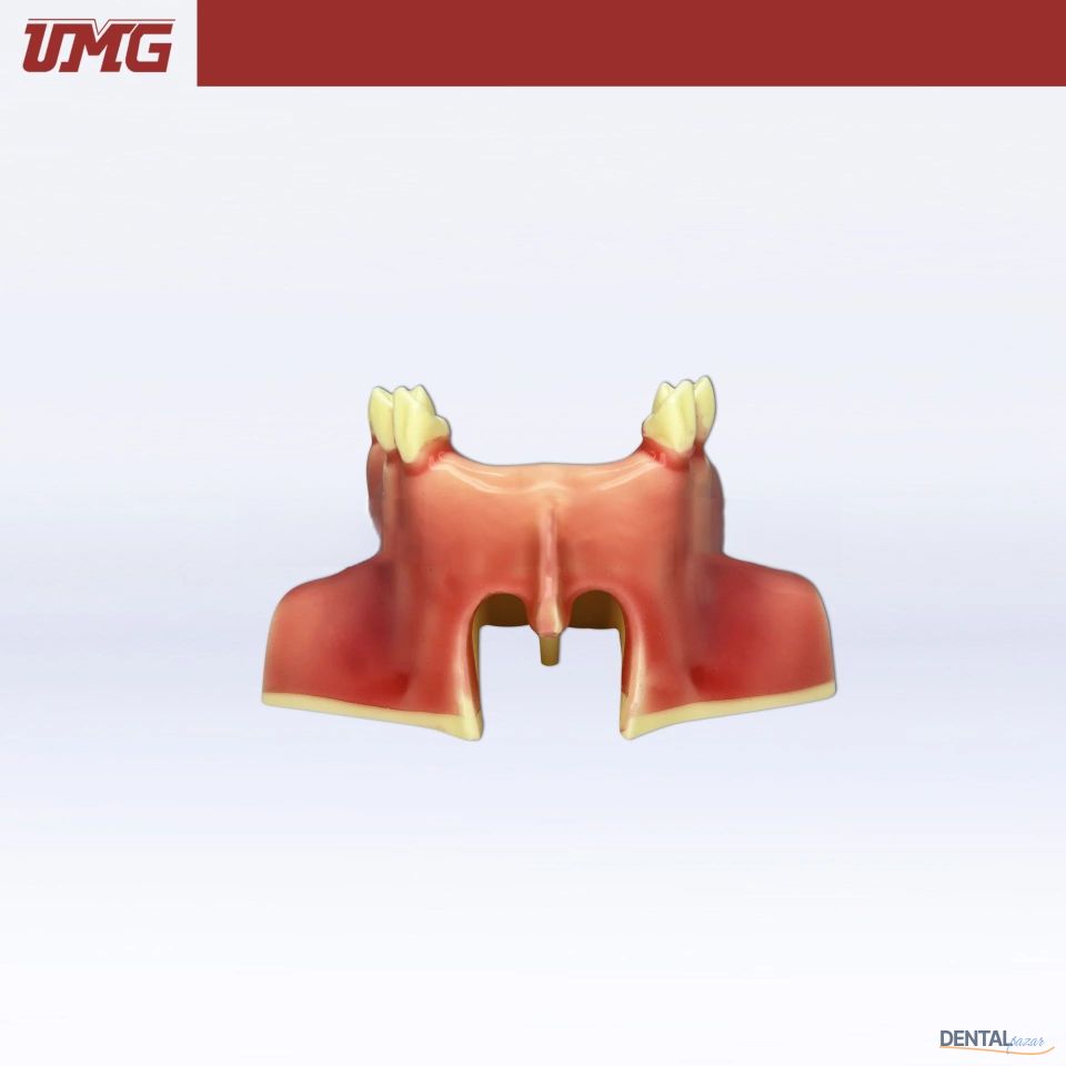 Sinüs Lift Eğitim Modeli - UM-2012
