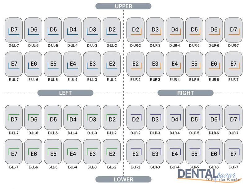 Kids Crown Paslanmaz Çelik Kuron Refil - Molar 5'li