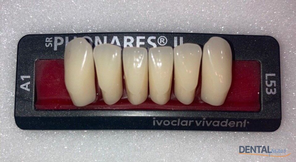 Sr Phonares II Alt Anterior 6'lık Diş