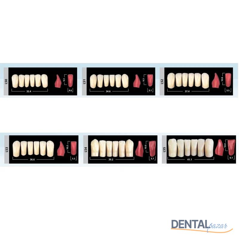 Sr Phonares II Alt Anterior 6'lık Diş