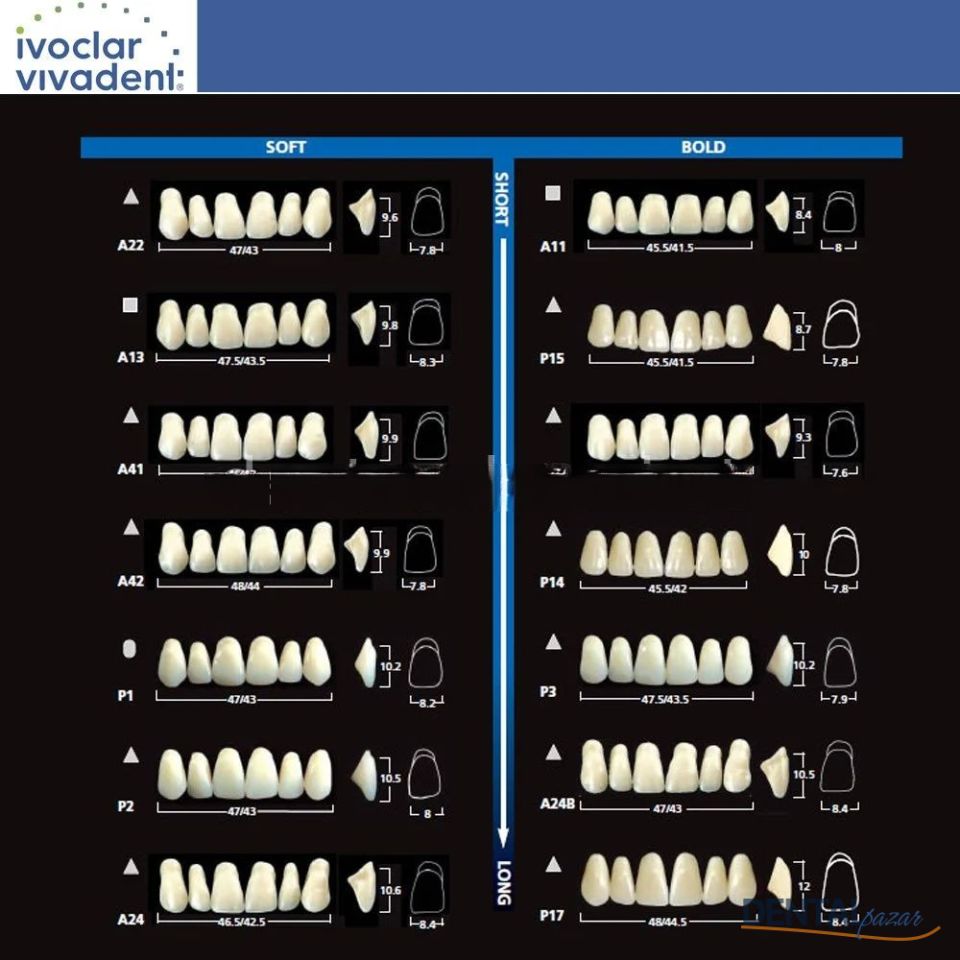 Sr Vivodent DCL Sr Orthotpy DCL 28 LikTakım Diş