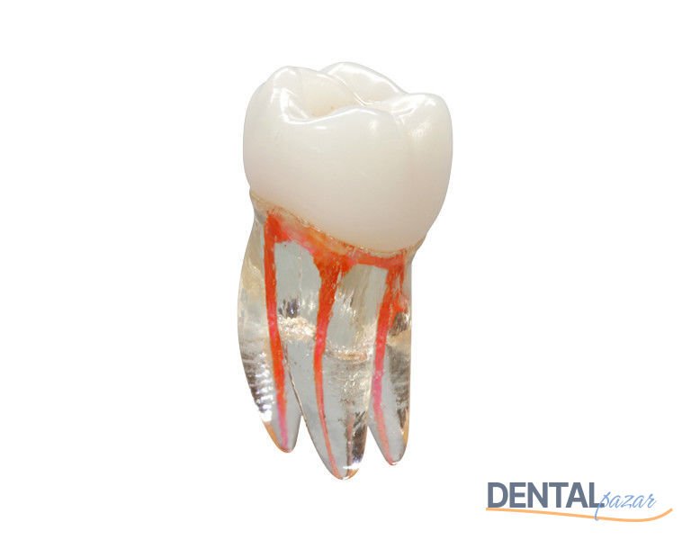 Training Tooth Molar Egitim Dişi