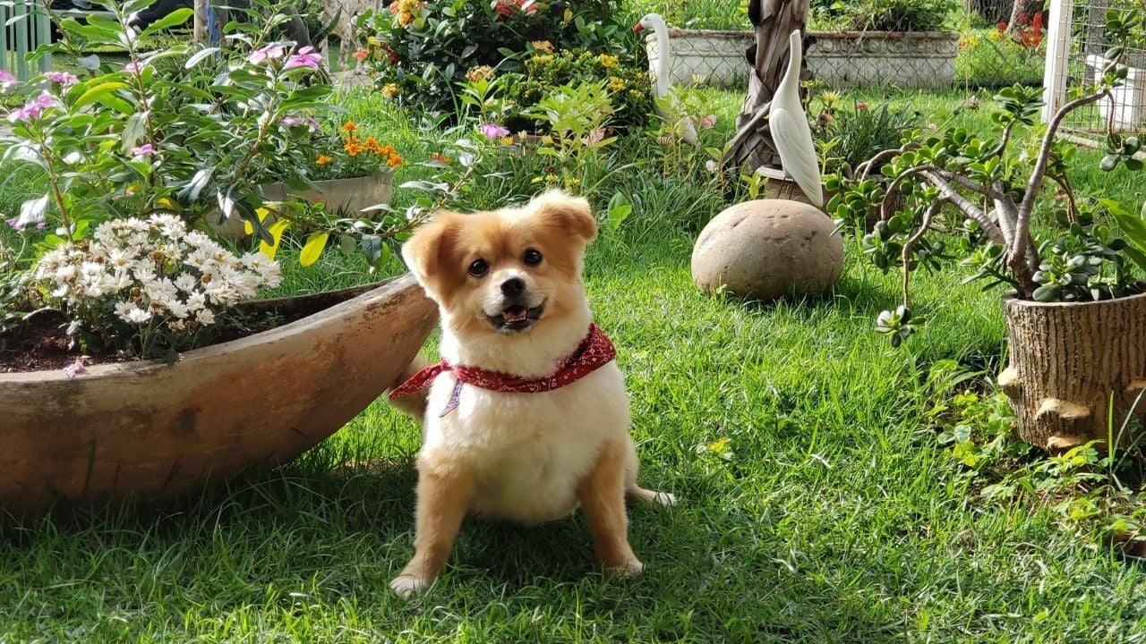 Bahçede Bakılabilecek Köpek Cinsleri