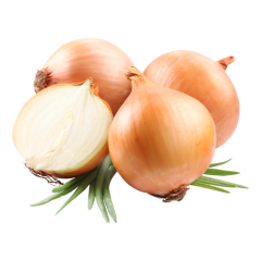 KURU SOĞAN KG