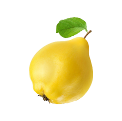AYVA KG