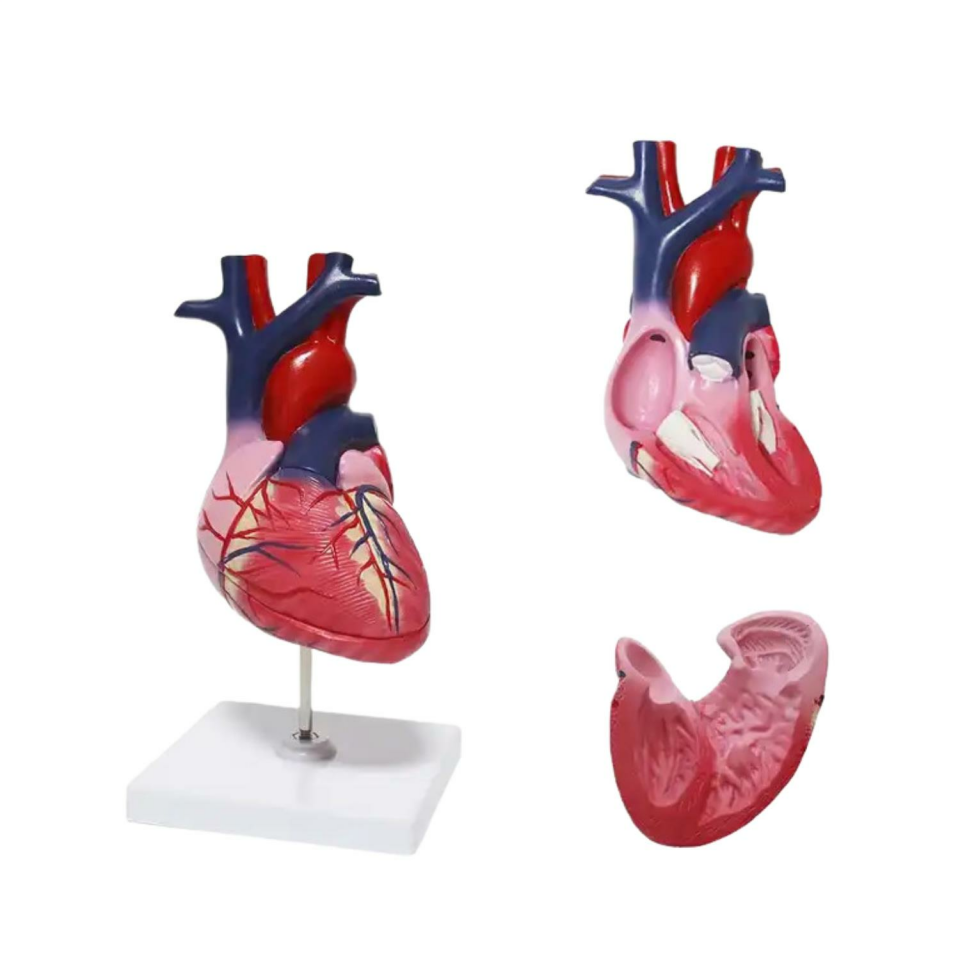 Kalp Tıp Eğitim Maketi Model 51