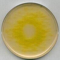 105284.0500 Cetrimide agar Pseudomonas selective agar base for microbiology