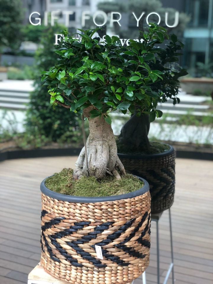 Bohem Bonsai