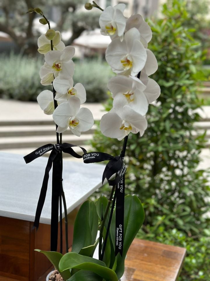 Şık Vazosuyla İkili Orkide Aranjmanı