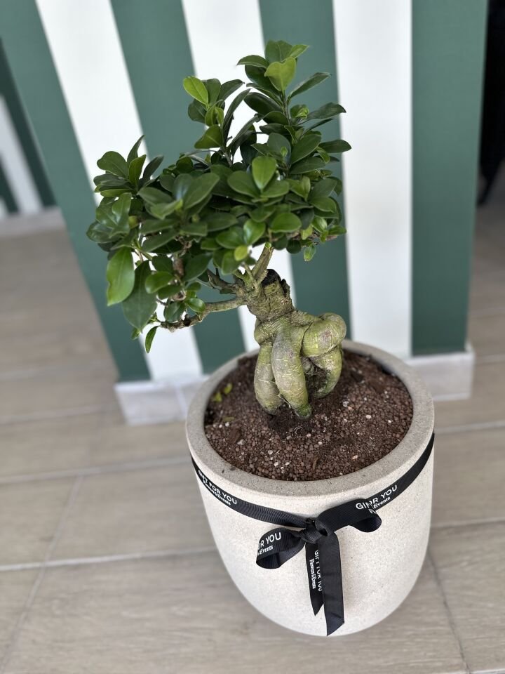 Ficus Bonsai Bitkisi