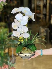 Küçük Yassı Vazo Orkideli /Gümüş