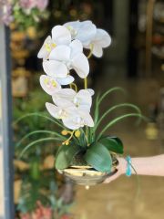 Küçük Yassı Vazo Orkideli /Gold