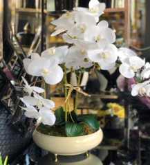 Üç Dal Beyaz Orkideli Krem Yassı Vazo