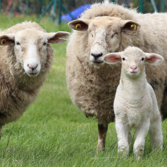 5 KG  Doğal Merinos Yünü Yıkanmış Yün Taranmış Yumuşak Yikanmis Yun