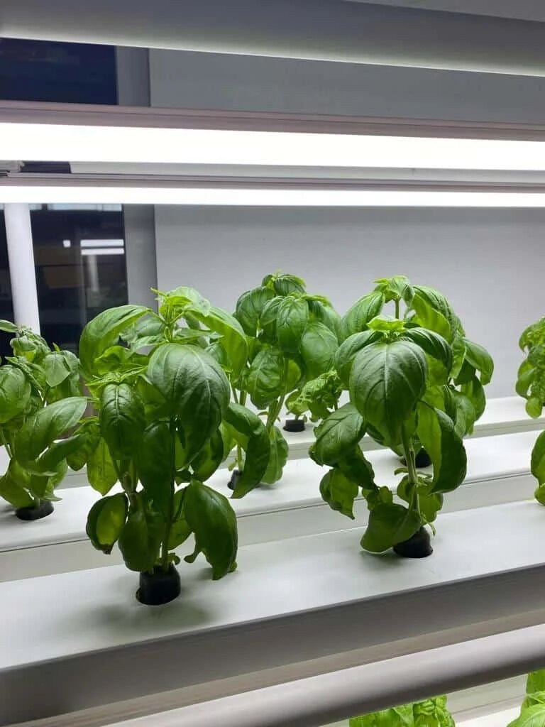 Bitki Yetiştirme LED'i 120 CM- Profesyonel Üretim