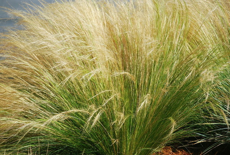 AT KUYRUĞU ÇİM BİTKİ YETİŞTİRME SETİ (Stipa Tenuissima)...SINIRLI SAYIDA HEMEN AL...