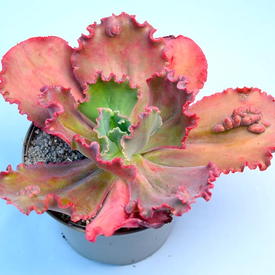 ECHEVERIA RUFFLES SUKULENT BİTKİ YETİŞTİRME SETİ...SINIRLI SAYIDA HEMEN AL...